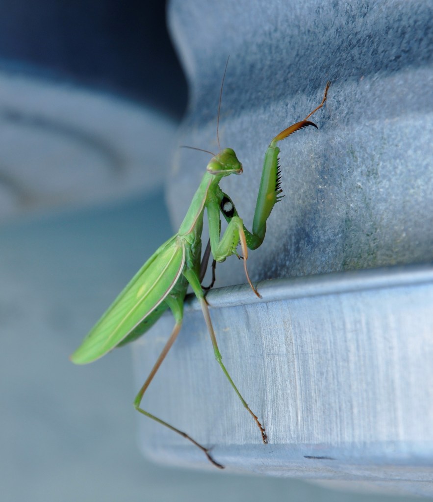 Our visitor, praying mantis

