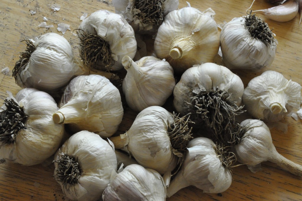 homemade garlic powder, how to make garlic powder, drying garlic, saving garlic