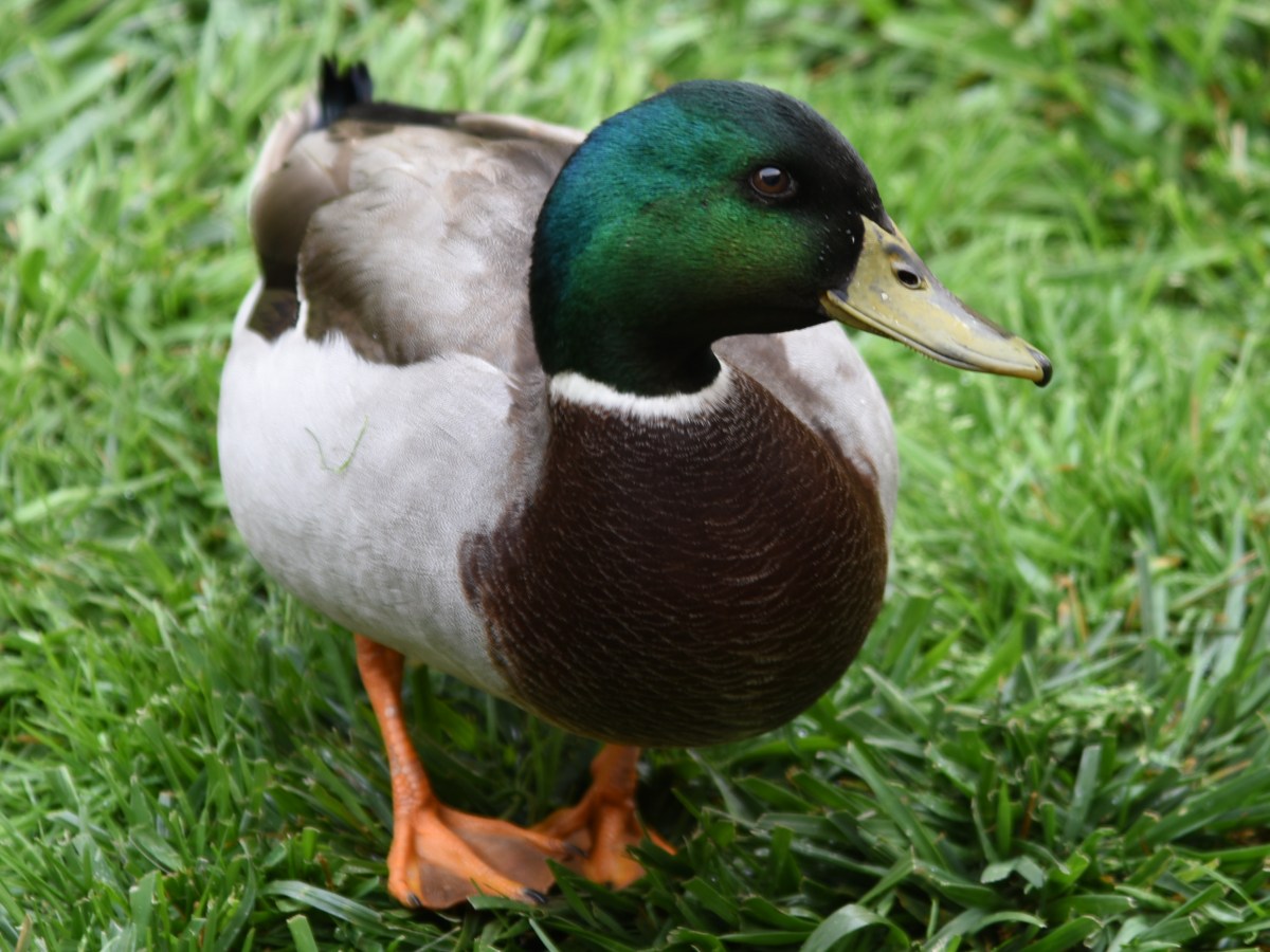 Life lessons from my&nbsp;ducks…