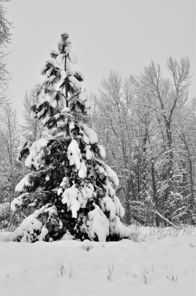 Merry Christmas! 'This is my prayer for you' is written by Anthony M. Arata, and Gary Eugene Scruggs, Reba MacEntire