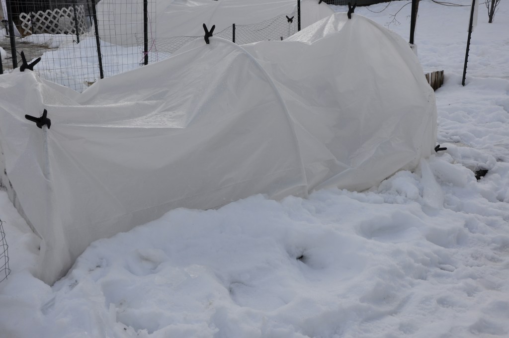 Garden Hoop Houses, winter gardening 