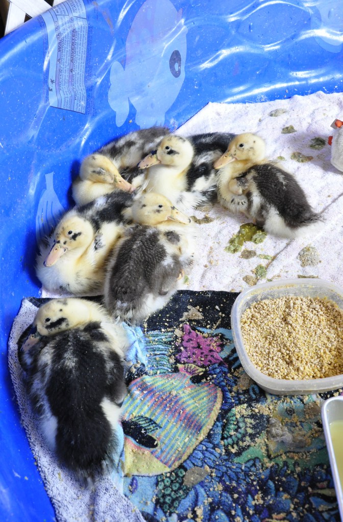 Ancona ducklings, brooder