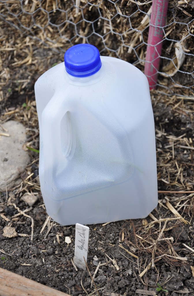 Reuse/Repurpose: Milk Jugs