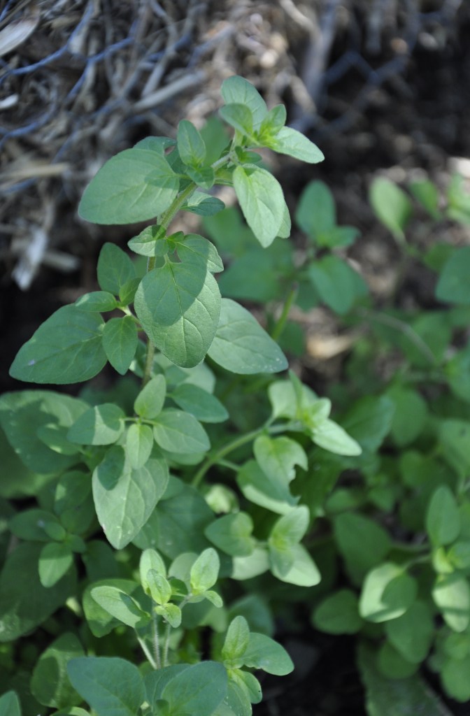 Food Saver Series: Herbs, drying herbs, drying basil, drying sage, drying thyme, drying parsley, freezing chives, drying chives