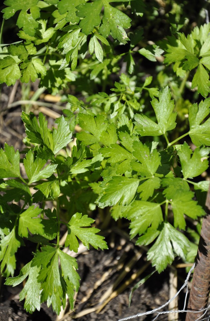 Food Saver Series: Herbs, drying herbs, drying basil, drying sage, drying thyme, drying parsley, freezing chives, drying chives