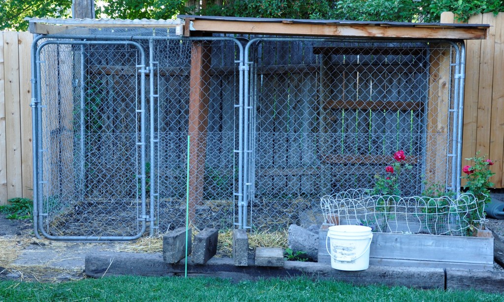 Duck House - part 1, duck house, duck run, coop diy duck house, diy coop, chicken coop, chicken house, chicken run, diy chicken coop, ancona ducks, ancona, black swedish ducks