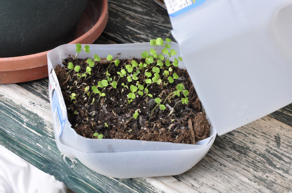 Reuse/Repurpose: Milk Jugs