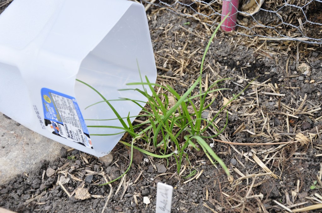 Reuse/Repurpose: Milk Jugs