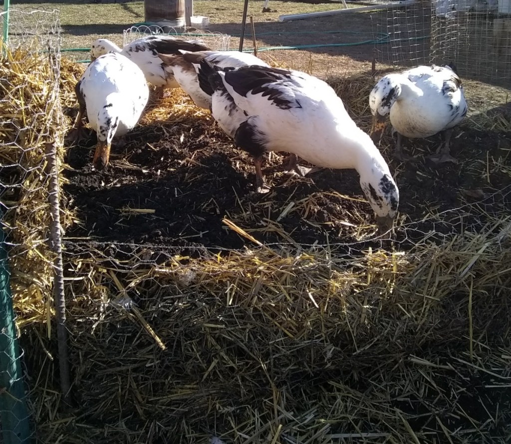 Compost Garden Beds, raised compost garden beds, compost beds, raised garden beds