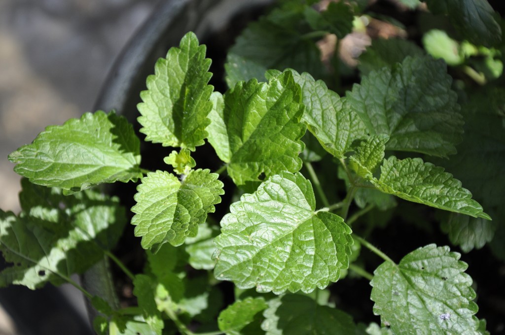 Food Saver Series: Tea Herbs, drying chamomile, drying lemon balm, drying echinacea, making your own tea, diy tea mixes