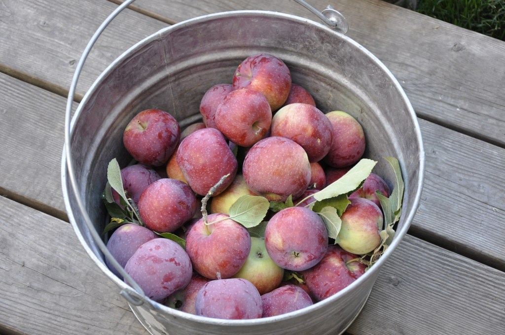 Food Saver Series: Apples, drying apples, drying apple slices, homemade applesauce, homemade apple pie filling, saving apples, Gravenstein apples