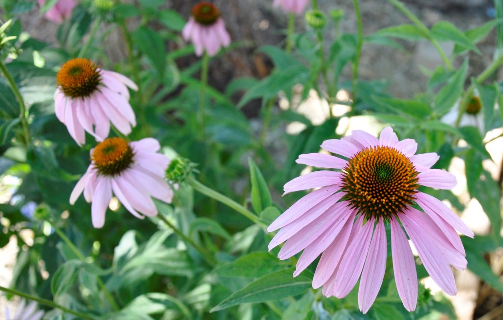 Food Saver Series: Tea Herbs, drying chamomile, drying lemon balm, drying echinacea, making your own tea, diy tea mixes