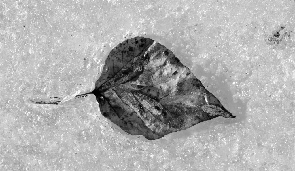 Help for the Winter Blues..., winter blues, depression in the winter, getting the blues in winter, leaf encased in ice, SAD, how to get over winter blues
