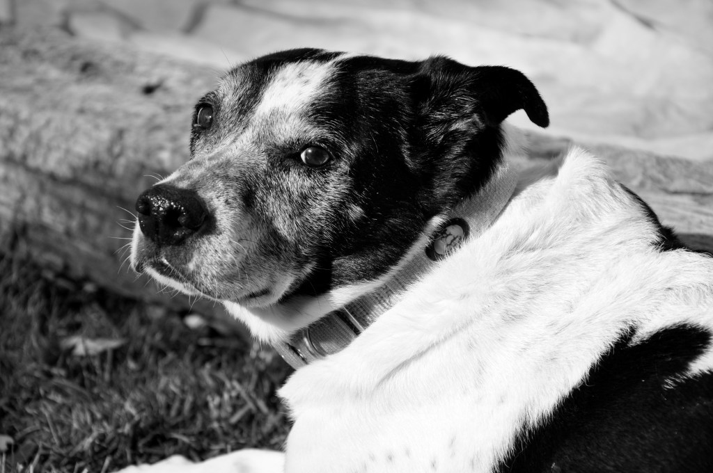 My Friend, loosing a pet, death of dog