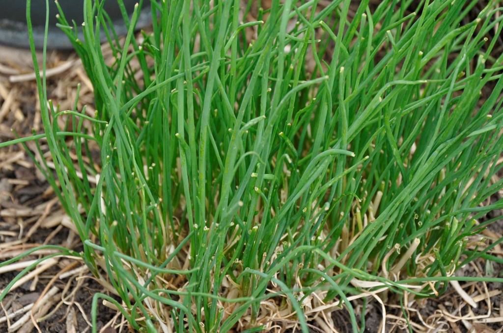 Food Saver Series: Herbs, drying herbs, drying basil, drying sage, drying thyme, drying parsley, freezing chives, drying chives