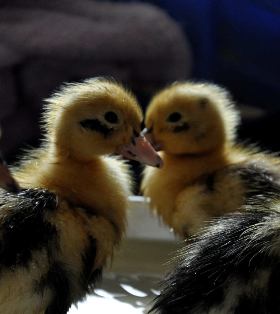 Ancona Ducks, Ancona ducklings
