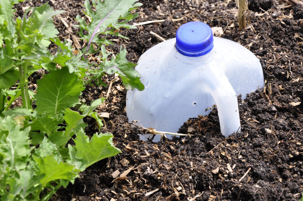 Reuse/Repurpose: Milk Jugs