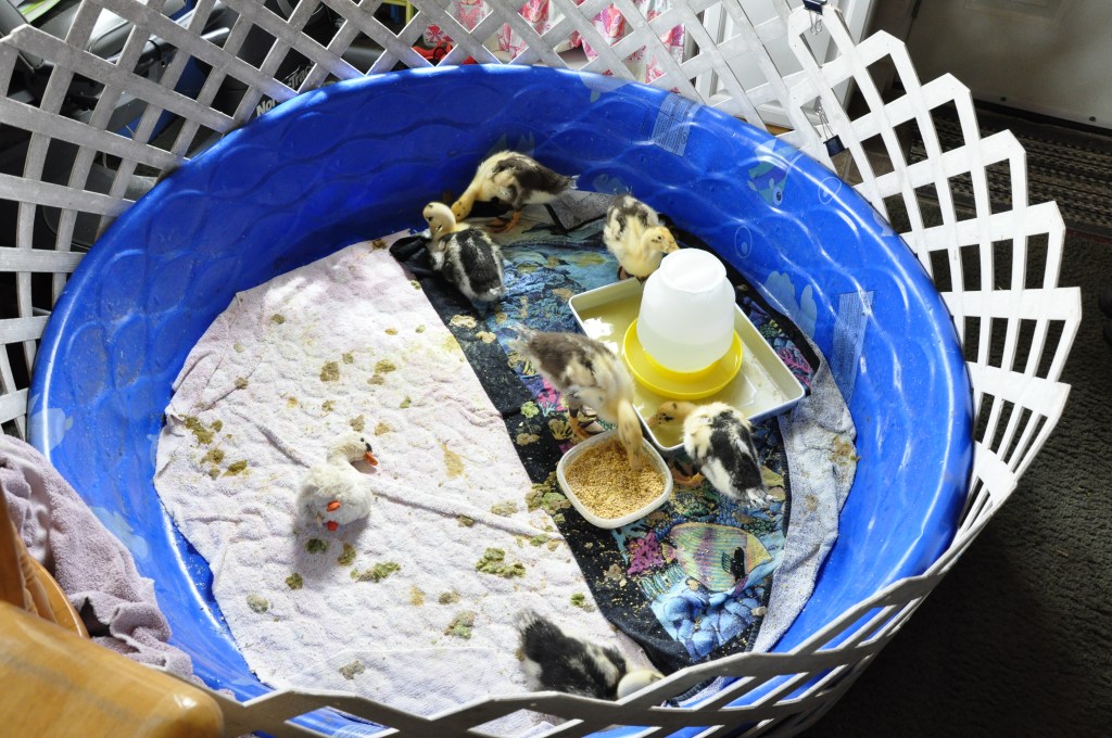 Ancona ducks, Ancona ducklings, brooder with kids pool

