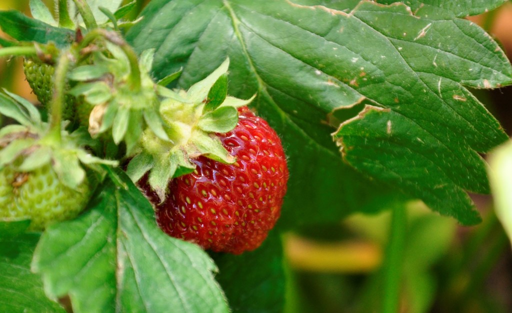 Freezing Strawberries, saving strawberries
