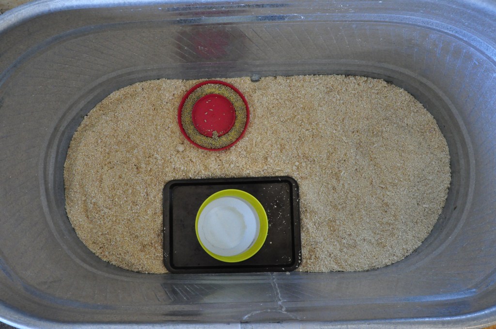 Duck Brooder, Ancona ducklings
