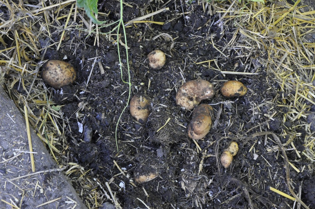 Potato Towers, growing potatoes, growing potatoes in bags, growing potatoes in cages