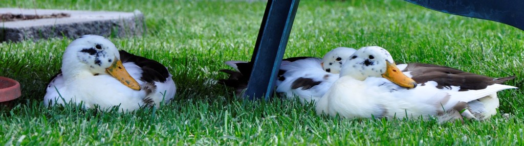 Pallet garden edging