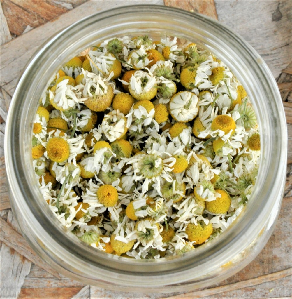 Food Saver Series: Tea Herbs, drying chamomile, drying lemon balm, drying echinacea, making your own tea, diy tea mixes