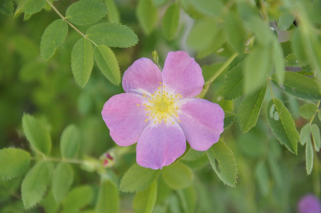 What a lovely burden... Philippians 4:13