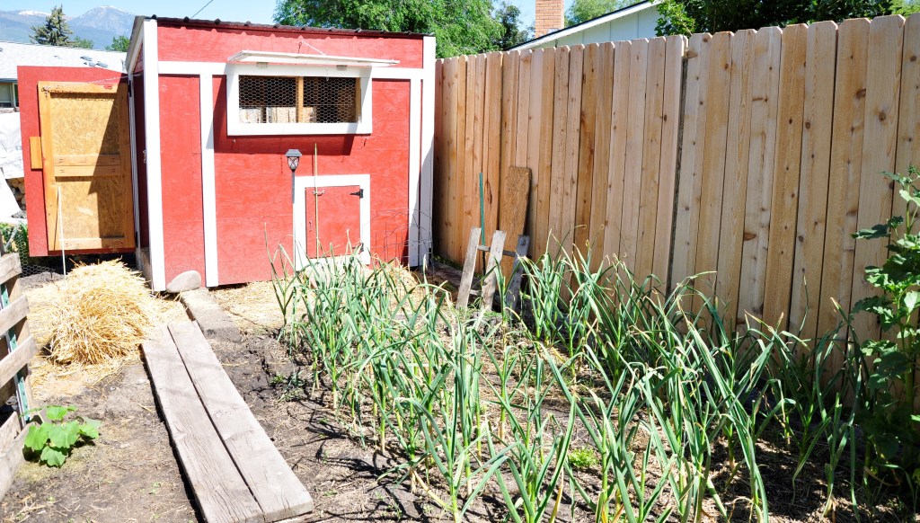 Duck House - part 2, duck house, building a duck house, coop, building a coop