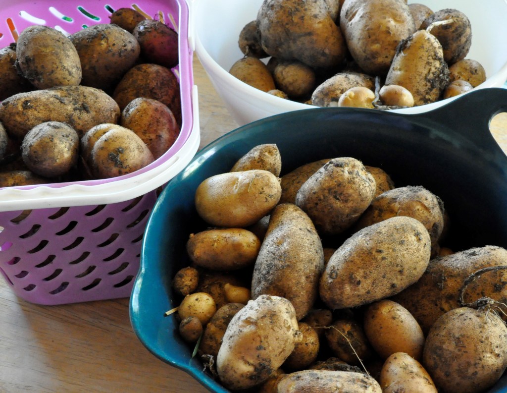 Potato Towers, growing potatoes, growing potatoes in bags, growing potatoes in cages