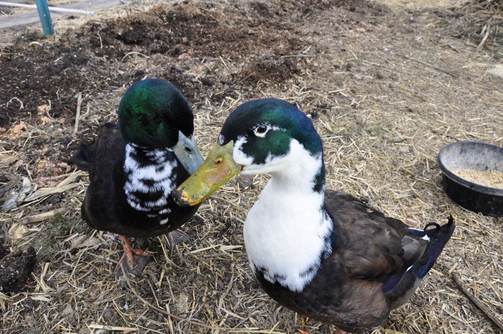 Spring Garden Clean-up, Black Swedish ducks
