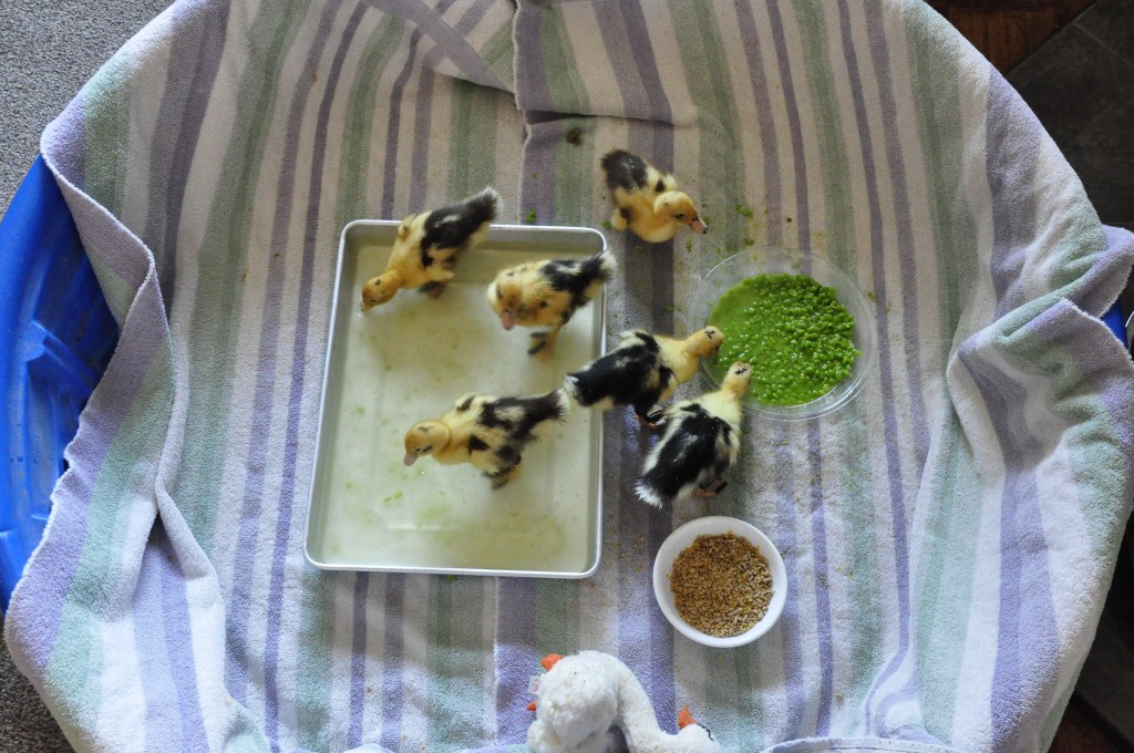 Ancona ducklings, brooder
