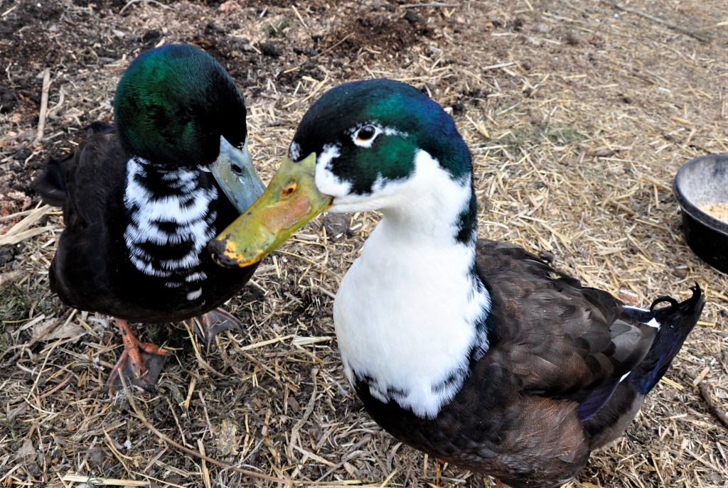 Duck House - part 1, duck house, duck run, coop diy duck house, diy coop, chicken coop, chicken house, chicken run, diy chicken coop