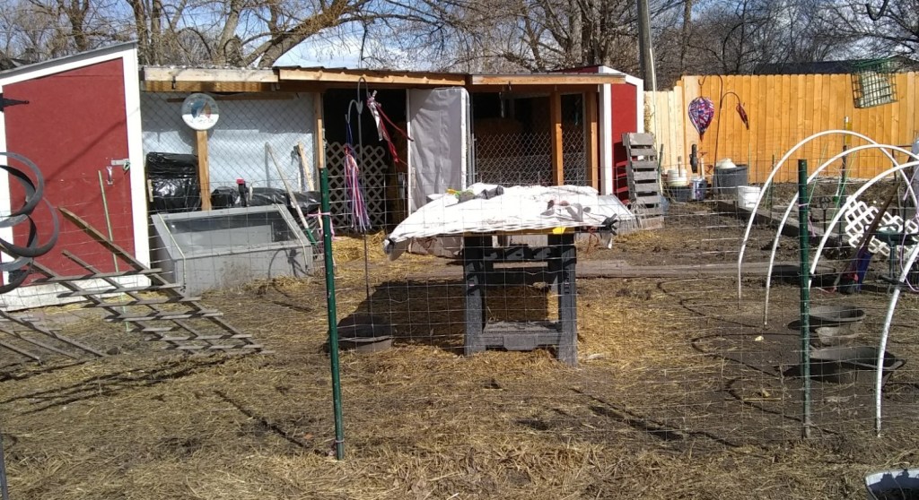 Spring Cleaning Duck House and Run, duck house cleaning, cleaning a duck coop, cleaning a chicken coop, duck house and run, spring cleaning