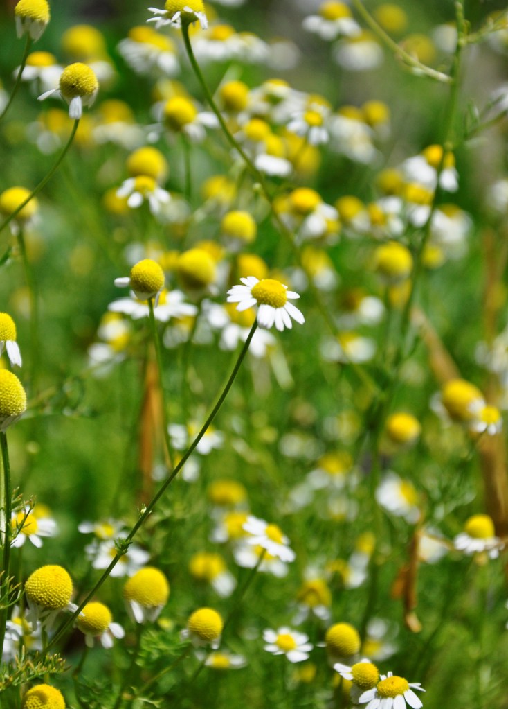 Food Saver Series: Tea Herbs, drying chamomile, drying lemon balm, drying echinacea, making your own tea, diy tea mixes