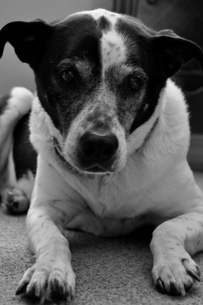 My Friend, loosing a pet, death of dog