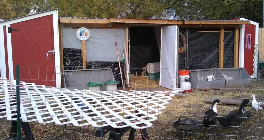 Winterizing a Duck house and run, winterizing coop, ducks in winter, chickens in winter, duck house in winter, keeping ducks warm in winter, keeping chicken warm in winter