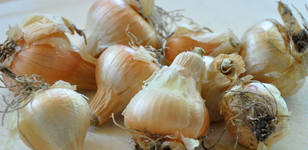 Food Saver Series: Onions, drying onions, homemade onion powder, saving onions
