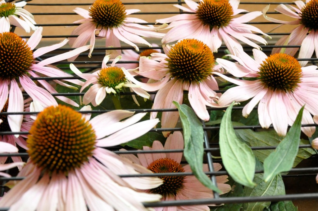 Food Saver Series: Tea Herbs, drying chamomile, drying lemon balm, drying echinacea, making your own tea, diy tea mixes