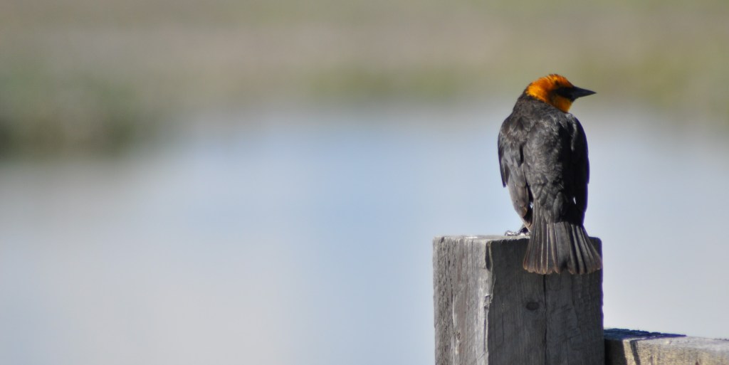 What Makes Us Content? yellow headed blackbird