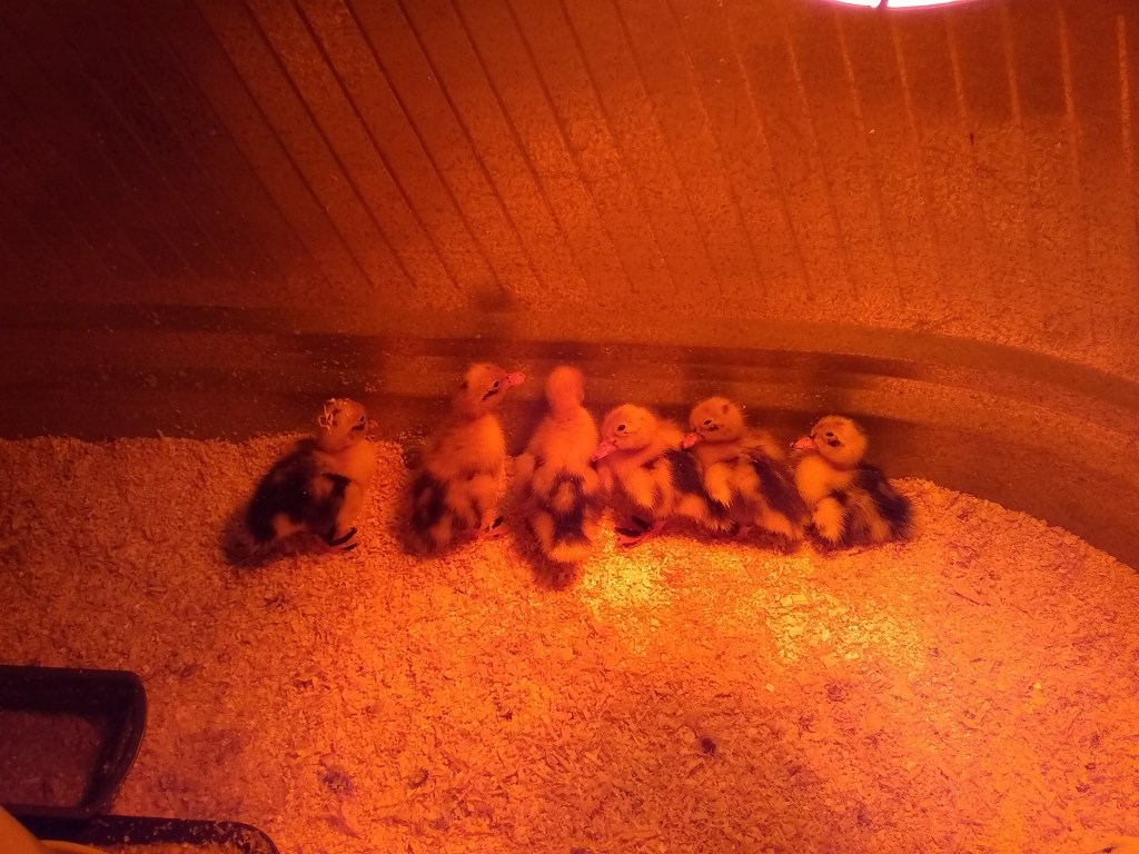 Ancona ducklings, brooder