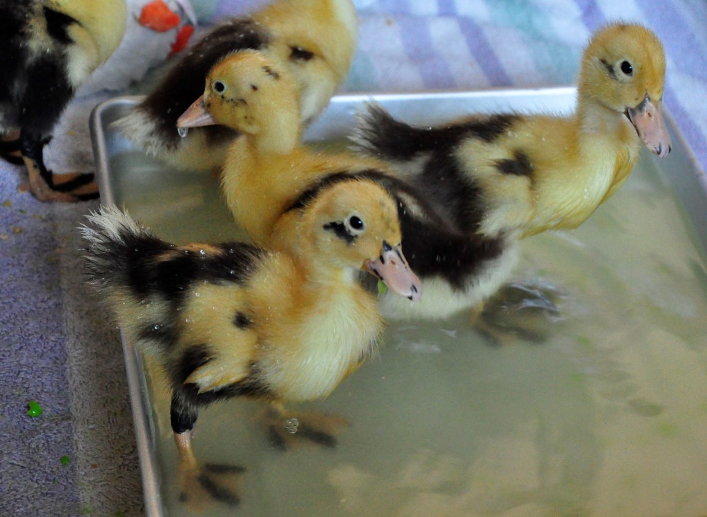 Duck House - part 1, duck house, duck run, coop diy duck house, diy coop, chicken coop, chicken house, chicken run, diy chicken coop, ancona ducks, ancona, black swedish ducks