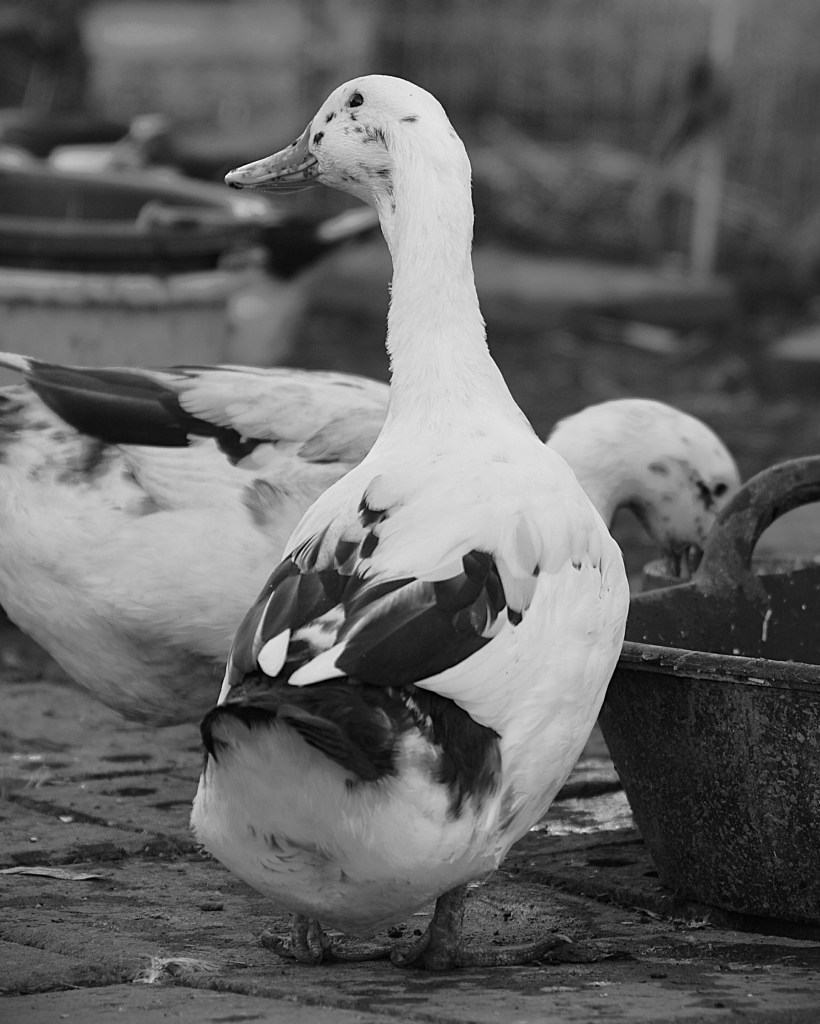 #anconaduck #ducks #blackandwhiteduck #nikon #nikonphotography #nikond810 #mtdawn #//mtdawn #//mtdawnphotography