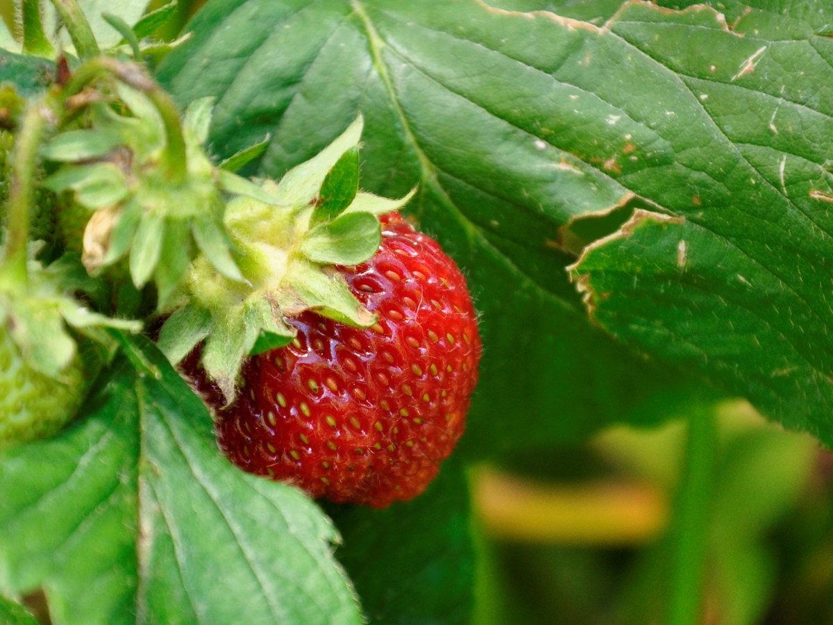 Spring Planting for Christmas&nbsp;Gifts