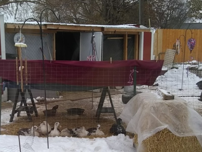 Keeping your Coop/Run&nbsp;Dry