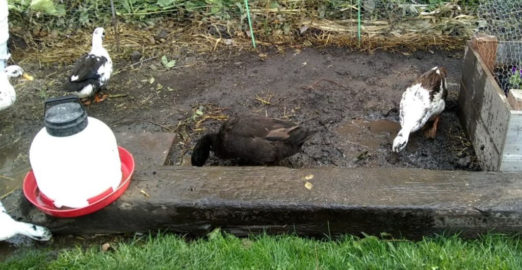 #keepingcoopdry #keepingrundry #ducksinwinter #ducksinspring #waterinthecoop #waterintheduckrun #keepingducks 