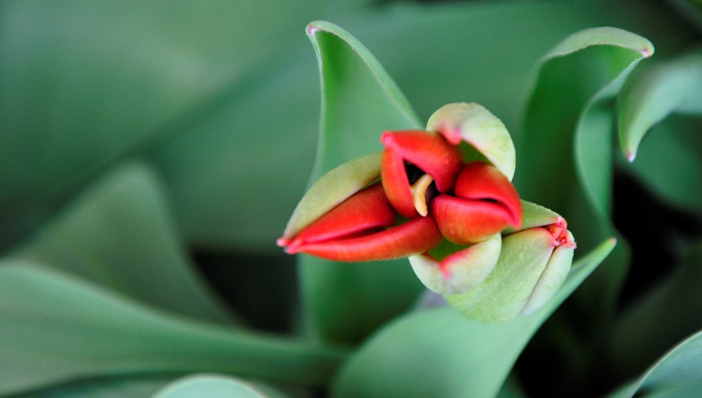 #springflowers #springbulbs #tulip #redtulip #nikon #nikonphotography #nikond90 
 #mtdawn #//mtdawn #//mtdawnphotography