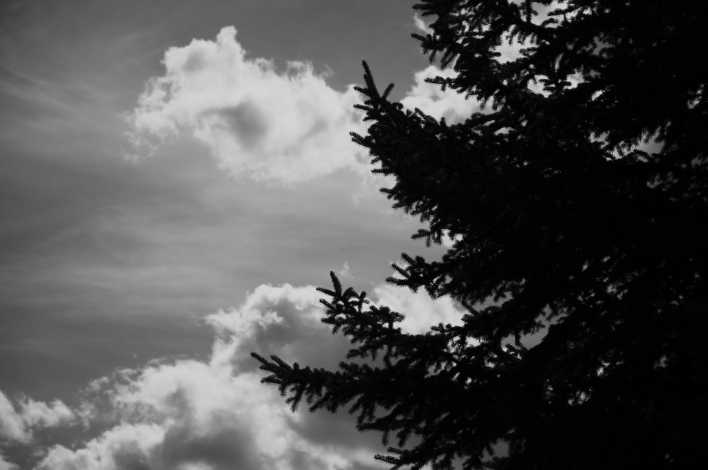#blackandwhitecloud #b&wclouds #blackandwhitetreesilhouette #B&Wtreesilhouette #pinetreesilhouette  #nikon #nikonphotography #nikond810  #mtdawn #//mtdawn #//mtdawnphotography
