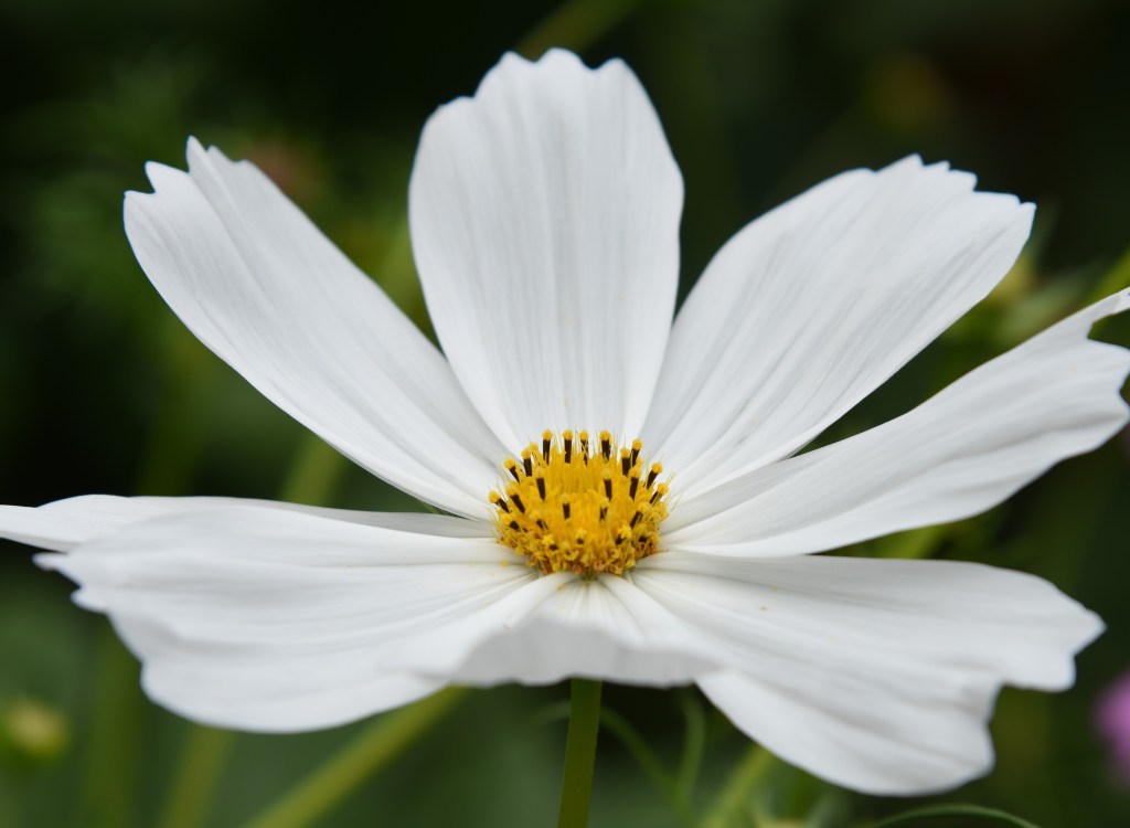 White cosmo captured with Nikon D810.

White cosmo captured with Nikon D810.

 #nikon #nikonphotography #nikond810 #mtdawn #//mtdawn #//mtdawnphotography #flowers #whiteflowers #summerflowers #cosmos #cosmoflowers